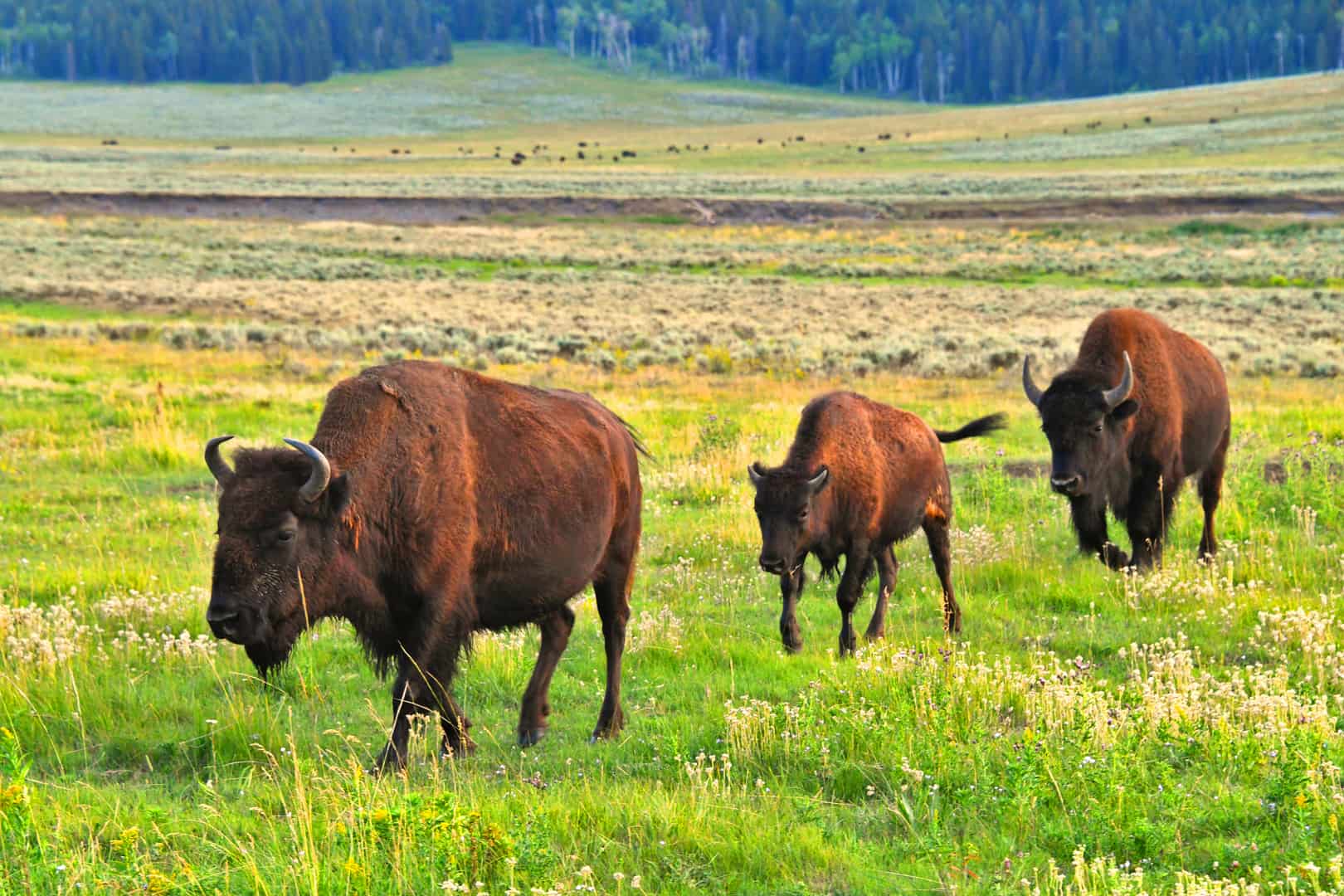 A bison family crosses a meadow in Yellowstone National Park.