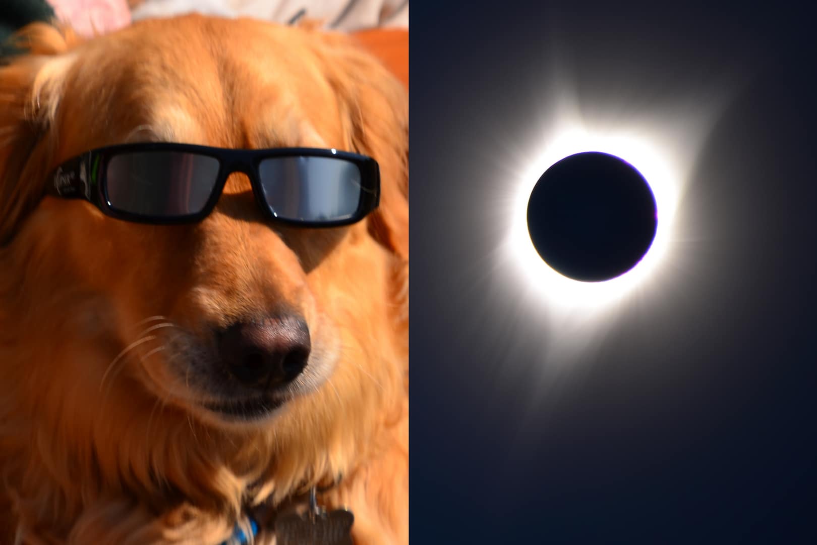 A dog watches the 2017 total solar eclipse from Camp Sherman, Oregon.