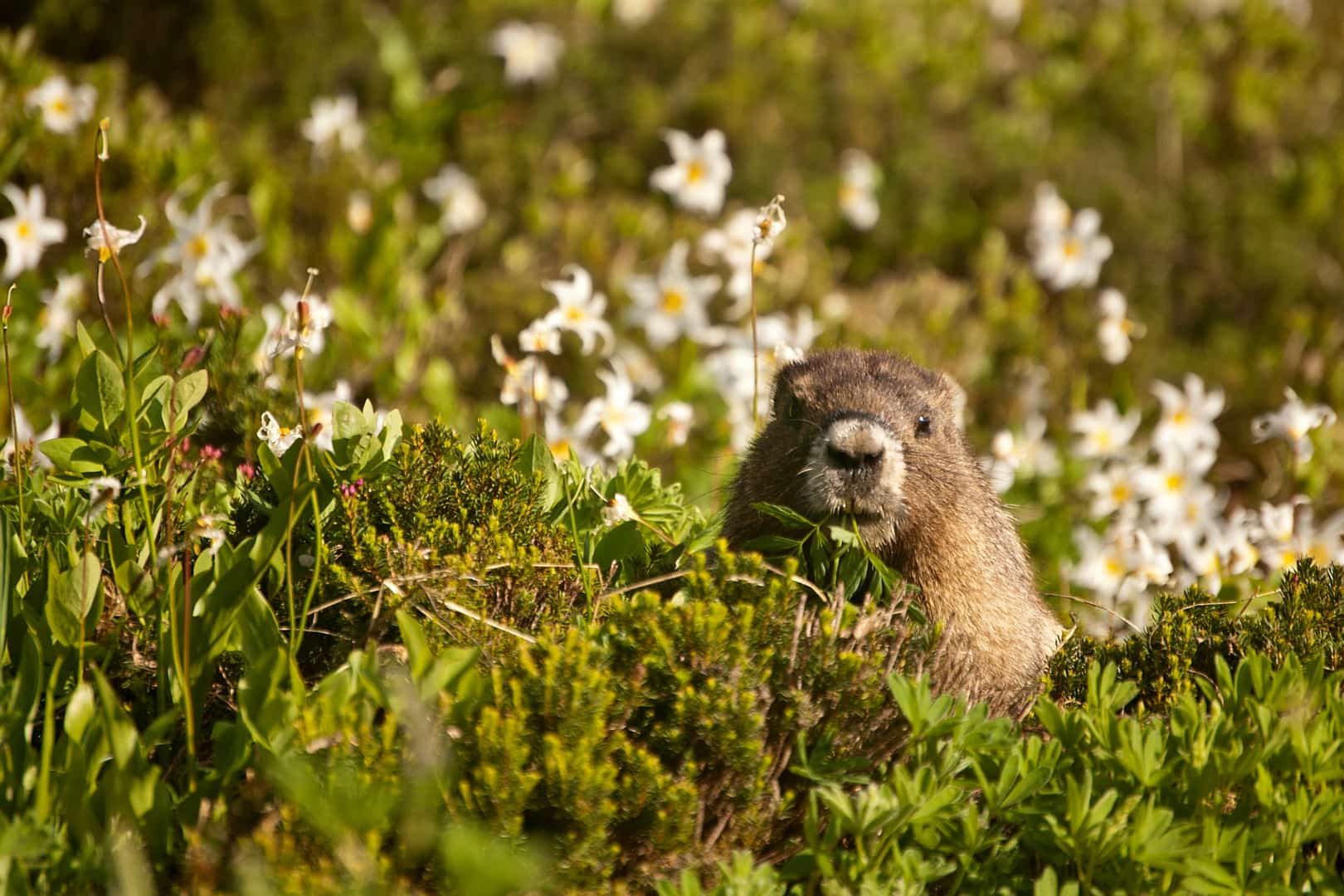 A rock chuck peeks out from amongst wildflowers.